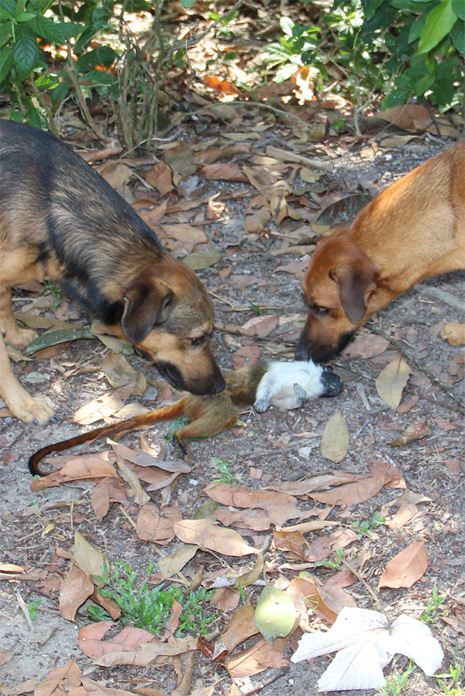 Cachorros-Ameacas-ajustado